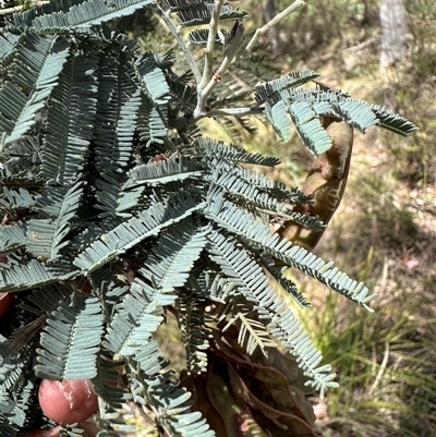 Acacia baileyana x Acacia dealbata at Aranda, ACT - 28 Nov 2025 by lbradley