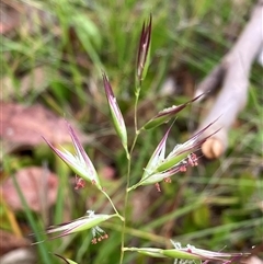Amphibromus (genus) at Canyonleigh, NSW - 24 Nov 2025 by blacksheep