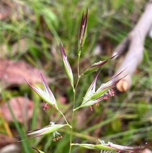 Amphibromus (genus) at Canyonleigh, NSW - 24 Nov 2025 by blacksheep