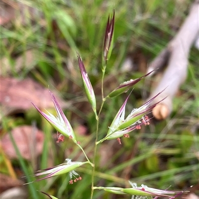 Amphibromus (genus) at Canyonleigh, NSW - 24 Nov 2025 by blacksheep