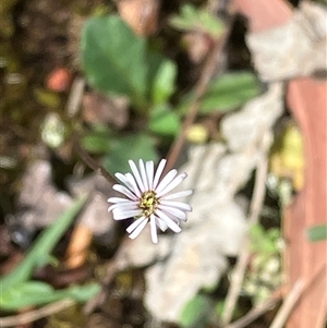 Unverified Other Wildflower or Herb at Canyonleigh, NSW - 23 Nov 2025 by blacksheep