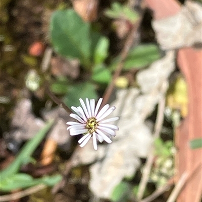 Unverified Other Wildflower or Herb at Canyonleigh, NSW - 23 Nov 2025 by blacksheep