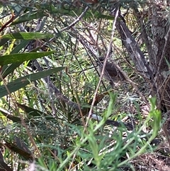 Caligavis chrysops at Canyonleigh, NSW - 23 Nov 2025 by blacksheep