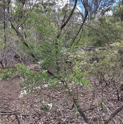 Leptospermum (genus) at Canyonleigh, NSW - 23 Nov 2025 by blacksheep