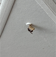 Unverified Other wasp at Canyonleigh, NSW - 19 Nov 2025 by blacksheep