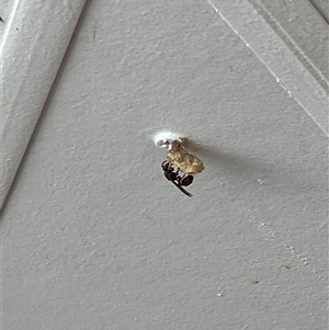 Unverified Other wasp at Canyonleigh, NSW - 19 Nov 2025 by blacksheep