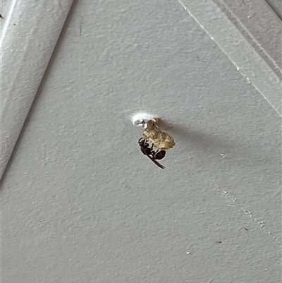 Unverified Other wasp at Canyonleigh, NSW - 19 Nov 2025 by blacksheep