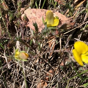 Gompholobium huegelii at Canyonleigh, NSW - 19 Nov 2025 by blacksheep