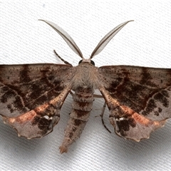 Parepisparis multicolora (A Geometrid moth (Oenochrominae) at Bulli, NSW - 23 Nov 2025 by jb2602