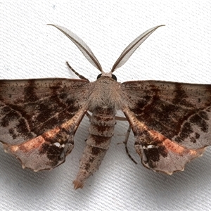 Parepisparis mulicolora at Bulli, NSW - 23 Nov 2025 by jb2602