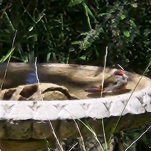 Neochmia temporalis at Killabakh, NSW - Today by Purschy