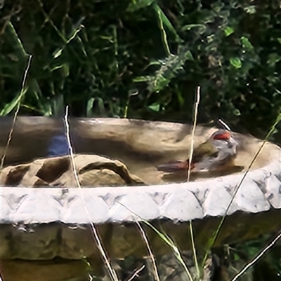 Neochmia temporalis (Red-browed Finch) at Killabakh, NSW - 28 Nov 2025 by Purschy