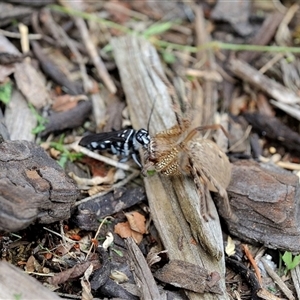 Unverified Insect at Fisher, ACT - 1 Nov 2017 by Paul57