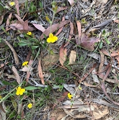 Unverified Other Wildflower or Herb at Canyonleigh, NSW - 19 Nov 2025 by blacksheep