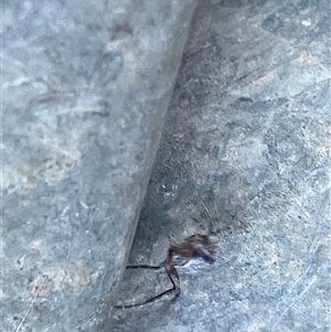 Unverified Spider at Canyonleigh, NSW - 19 Nov 2025 by blacksheep