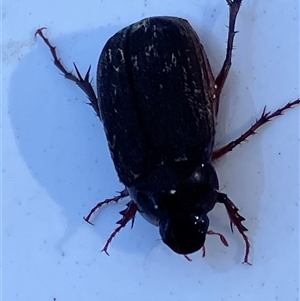 Unverified Scarab beetle (Scarabaeidae) at Canyonleigh, NSW - 18 Nov 2025 by blacksheep