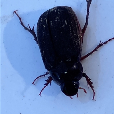 Melolonthinae (subfamily) (Cockchafer) at Canyonleigh, NSW - 18 Nov 2025 by blacksheep