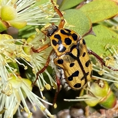 Neorrhina punctatum (Spotted flower chafer) at Jerrabomberra, NSW - 28 Nov 2025 by SteveBorkowskis