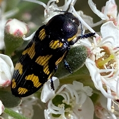 Castiarina octospilota (A Jewel Beetle) at Jerrabomberra, NSW - 28 Nov 2025 by SteveBorkowskis