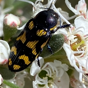 Castiarina octospilota at Jerrabomberra, NSW - Today by SteveBorkowskis