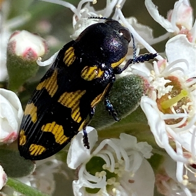 Castiarina octospilota (A Jewel Beetle) at Jerrabomberra, NSW - 28 Nov 2025 by SteveBorkowskis