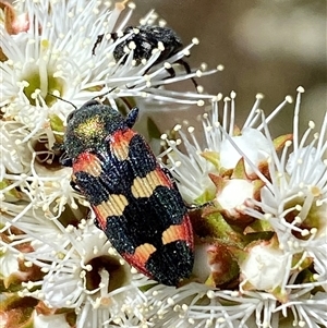 Castiarina sexplagiata at Jerrabomberra, NSW - Today by SteveBorkowskis