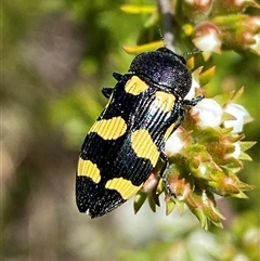 Castiarina australasiae (A jewel beetle) at Jerrabomberra, NSW - 28 Nov 2025 by SteveBorkowskis