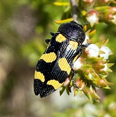 Castiarina australasiae (A jewel beetle) at Jerrabomberra, NSW - 28 Nov 2025 by SteveBorkowskis