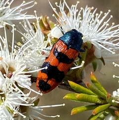 Castiarina crenata (Jewel beetle) at Jerrabomberra, NSW - 28 Nov 2025 by SteveBorkowskis