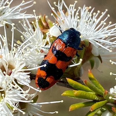 Castiarina crenata (Jewel beetle) at Jerrabomberra, NSW - 28 Nov 2025 by SteveBorkowskis