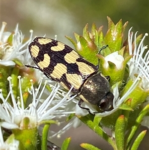 Castiarina decemmaculata at Jerrabomberra, NSW - Today by SteveBorkowskis