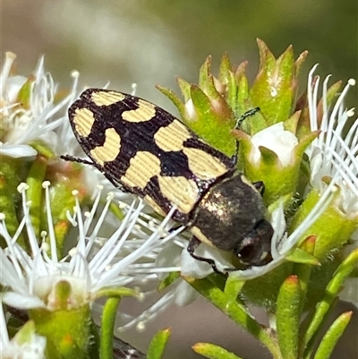 Castiarina decemmaculata (Ten-spot Jewel Beetle) at Jerrabomberra, NSW - 28 Nov 2025 by SteveBorkowskis