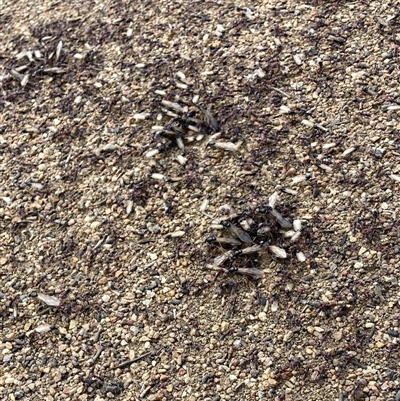 Iridomyrmex purpureus (Meat Ant) at Watson, ACT - 23 Nov 2025 by waltraud
