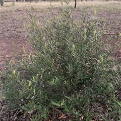 Grevillea (genus) (Grevillea) at Hackett, ACT - 25 Nov 2025 by waltraud