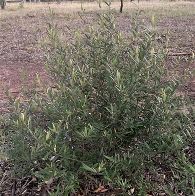 Grevillea (genus) (Grevillea) at Hackett, ACT - 25 Nov 2025 by waltraud