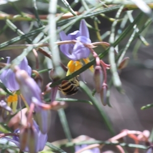 Unverified Bee (Hymenoptera, Apiformes) at Lyons, ACT - Today by ran452