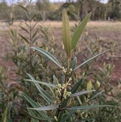 Olea europaea at Hackett, ACT - 25 Nov 2025 by waltraud