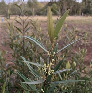 Olea europaea at Hackett, ACT - 25 Nov 2025 by waltraud