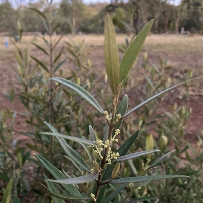 Olea europaea at Hackett, ACT - 25 Nov 2025 by waltraud