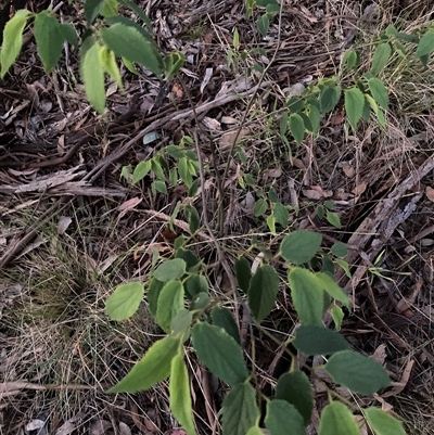 Celtis australis (Nettle Tree) at Hackett, ACT - 25 Nov 2025 by waltraud