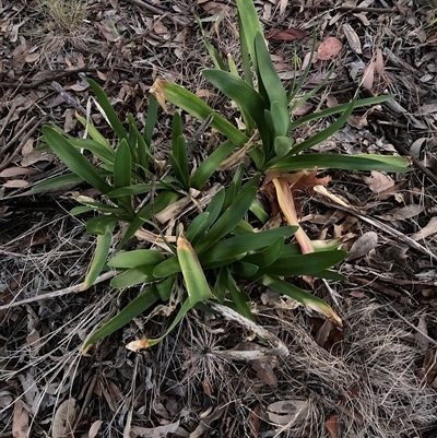 Agapanthus praecox subsp. orientalis at Hackett, ACT - 25 Nov 2025 by waltraud