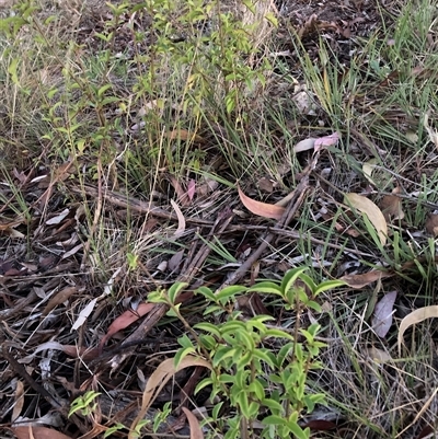 Ligustrum sinense at Hackett, ACT - 26 Nov 2025 by waltraud