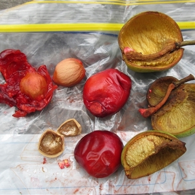 Peripentadenia phelpsii at Syndicate, QLD - 16 Jan 2015 by JasonPStewart