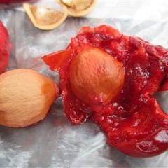 Peripentadenia phelpsii at Syndicate, QLD - 16 Jan 2015 04:42 PM