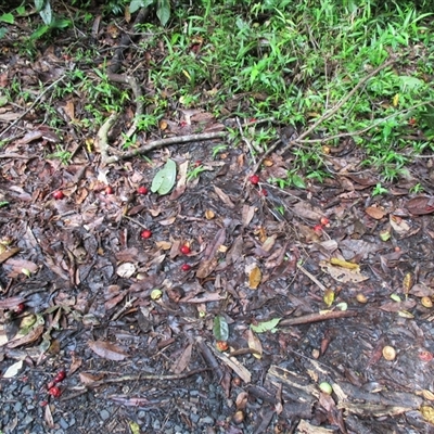 Peripentadenia phelpsii at Syndicate, QLD - 17 Jan 2015 by JasonPStewart