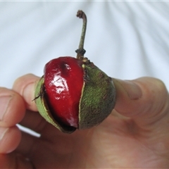 Peripentadenia phelpsii at Syndicate, QLD - 23 Jan 2015 by JasonPStewart