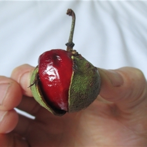 Peripentadenia phelpsii at Syndicate, QLD - 23 Jan 2015 by JasonPStewart