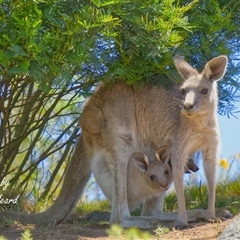 Macropus giganteus at Cook, ACT - Yesterday by Rheardy