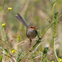 Malurus cyaneus (Superb Fairywren) at Cook, ACT - 27 Nov 2025 by Rheardy