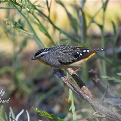 Pardalotus punctatus (Spotted Pardalote) at Cook, ACT - 28 Nov 2025 by Rheardy